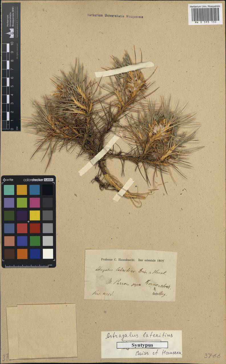 Astragalus lateritius Boiss. & Haussk. ex Boiss., Зарубежная Азия (ASIA) (Иран)
