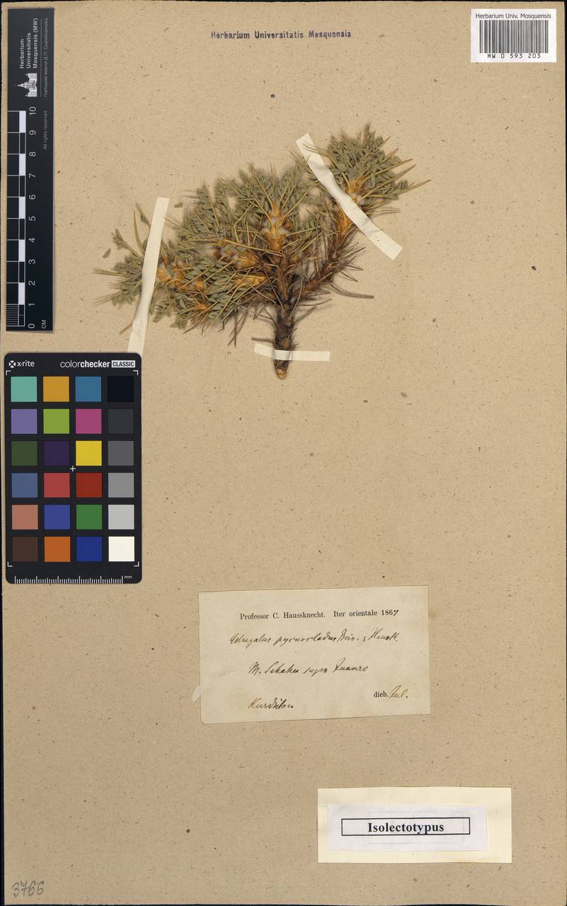 Astragalus microcephalus subsp. pycnocladus (Boiss. & Hausskn.) Sirj., Зарубежная Азия (ASIA) (Иран)