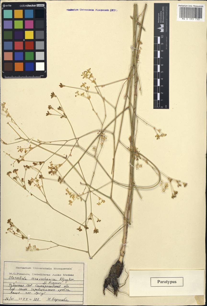 Элеостикта зеравшанская Kljuykov & Pimenov, Средняя Азия и Казахстан, Памир и Памиро-Алай (M2) (Узбекистан)