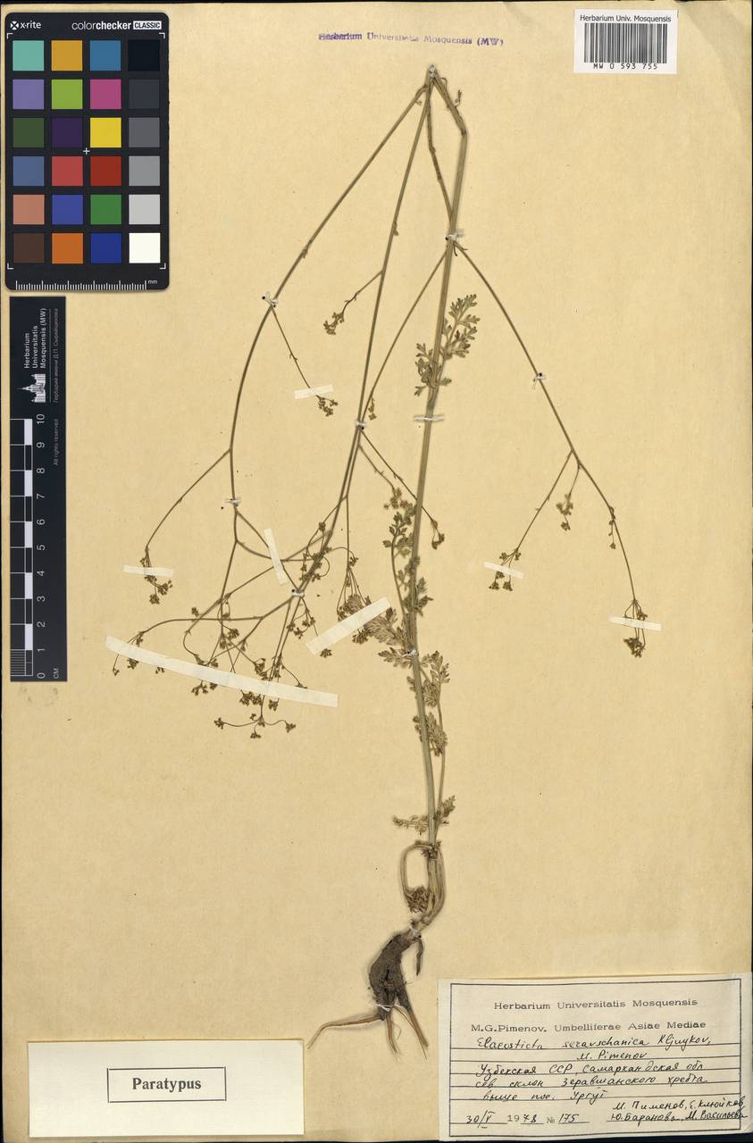 Элеостикта зеравшанская Kljuykov & Pimenov, Средняя Азия и Казахстан, Памир и Памиро-Алай (M2) (Узбекистан)