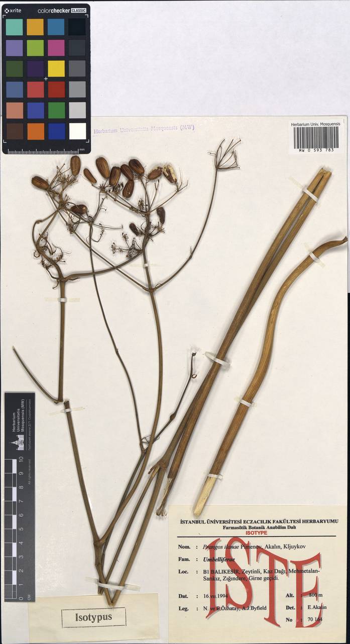 Prangos ilanae Pimenov, Akalın & Kljuykov, Зарубежная Азия (ASIA) (Турция)