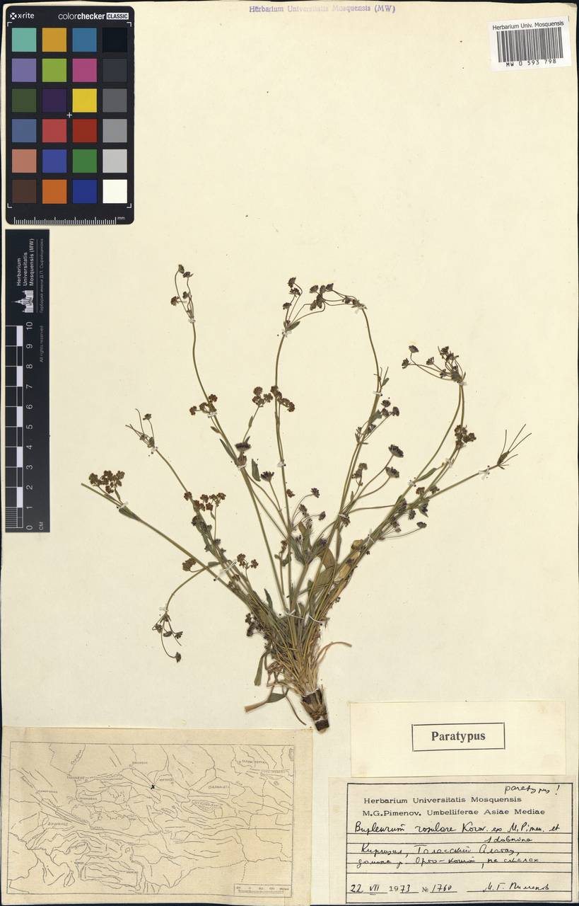 Володушка розеточная Korovin ex Pimenov & Sdobnina, Средняя Азия и Казахстан, Западный Тянь-Шань и Каратау (M3) (Киргизия)