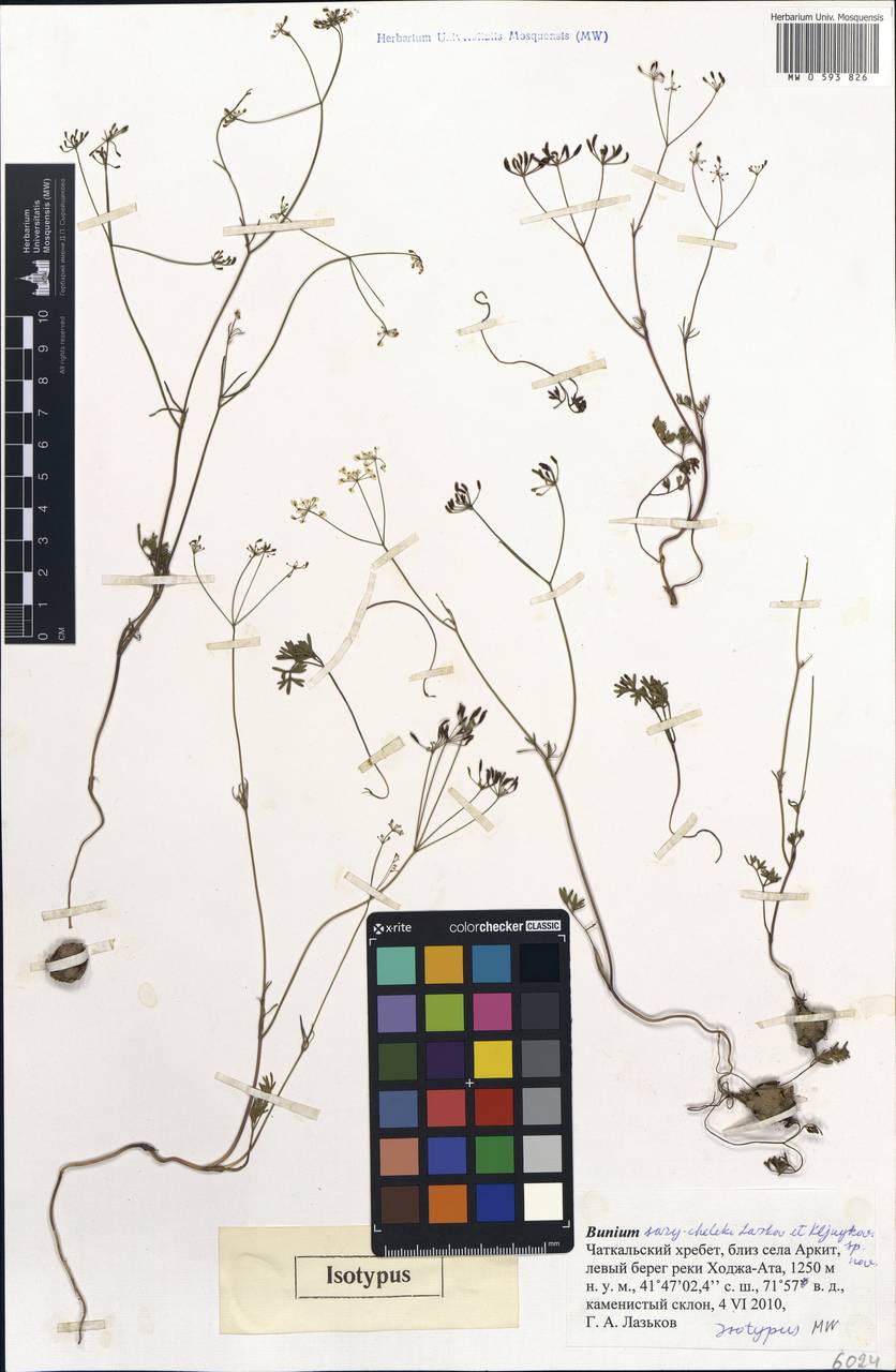 Elwendia sary-cheleki (Lazkov & Kljuykov) Pimenov & Kljuykov, Средняя Азия и Казахстан, Западный Тянь-Шань и Каратау (M3) (Киргизия)