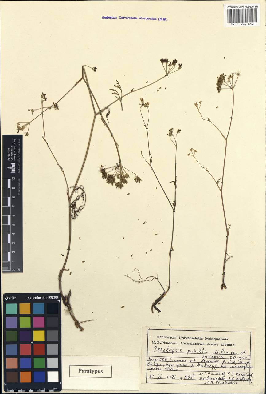 Seselopsis pusilla M.G. Pimenov & T.V. Lavrova, Средняя Азия и Казахстан, Памир и Памиро-Алай (M2) (Киргизия)