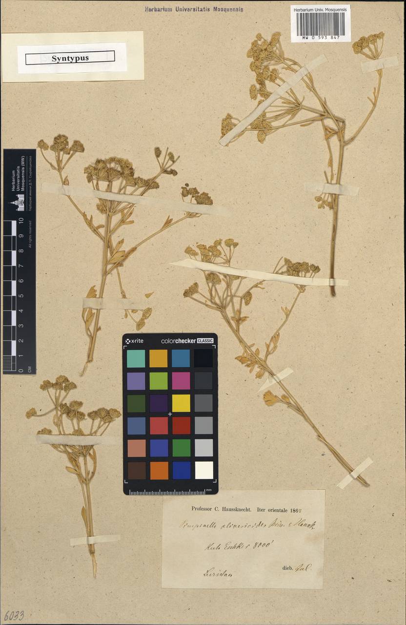 Pimpinella oliverioides Boiss. & Hausskn., Зарубежная Азия (ASIA) (Иран)