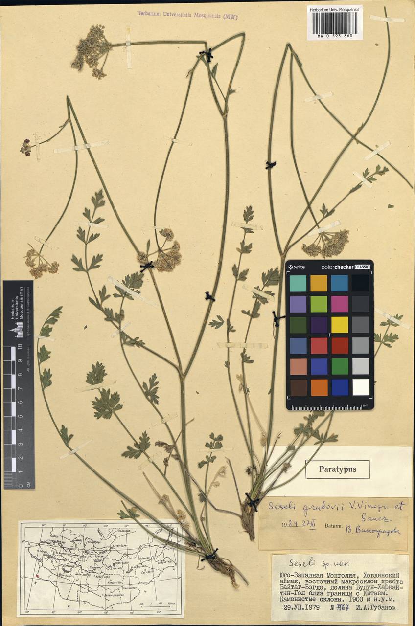 Seseli grubovii V.M.Vinogr. & Sanchir, Монголия (MONG) (Монголия)