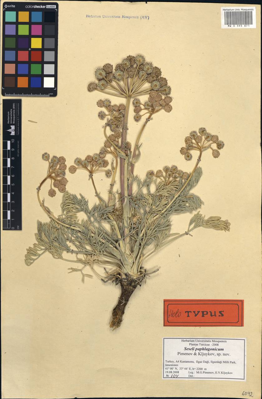 Seseli paphlagonicum Pimenov & Kljuykov, Зарубежная Азия (ASIA) (Турция)