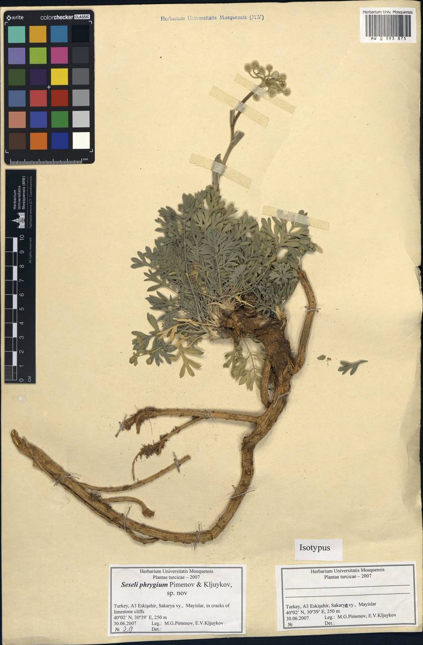 Seseli corymbosum subsp. phrygium (Pimenov & Kljuykov) E. Dogan & H. Duman, Зарубежная Азия (ASIA) (Турция)