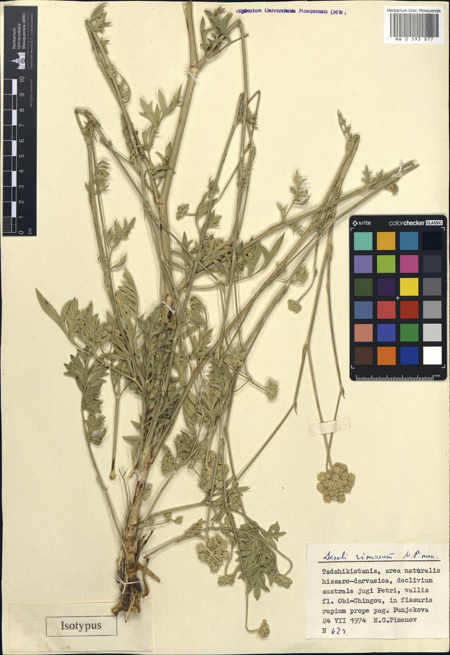 Жабрица трещинная Pimenov, Средняя Азия и Казахстан, Памир и Памиро-Алай (M2) (Таджикистан)