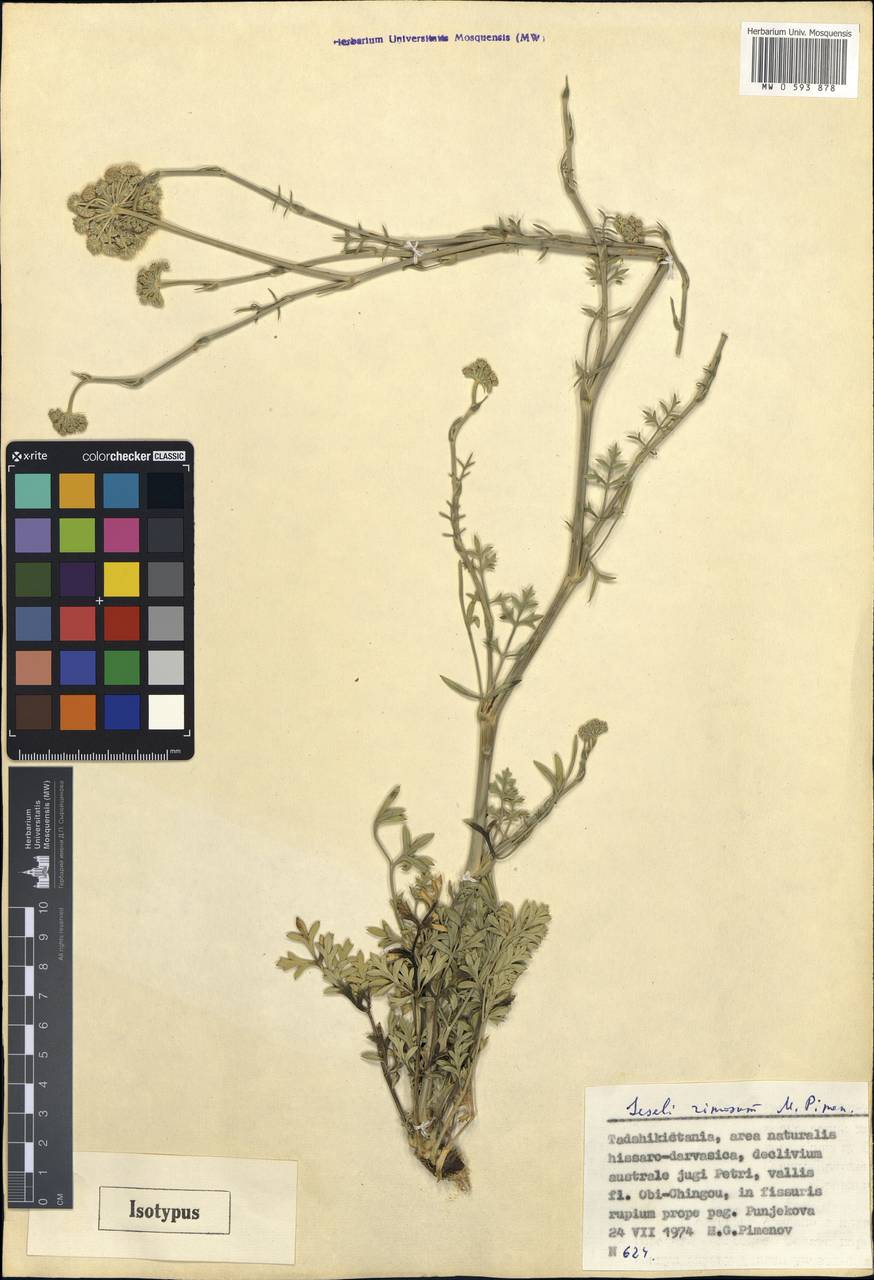 Жабрица трещинная Pimenov, Средняя Азия и Казахстан, Памир и Памиро-Алай (M2) (Таджикистан)