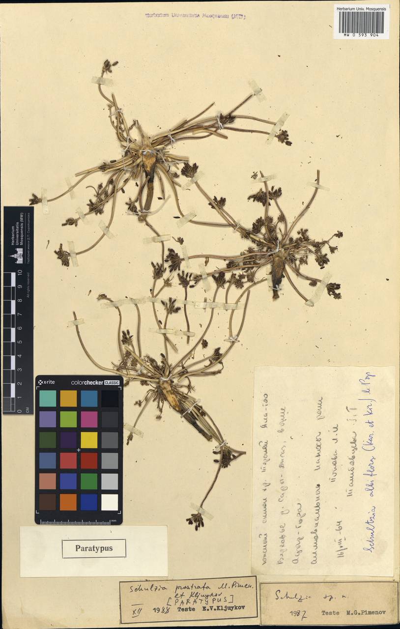 Шульция простертая Pimenov & Kljuykov, Средняя Азия и Казахстан, Северный и Центральный Тянь-Шань (M4) (Киргизия)