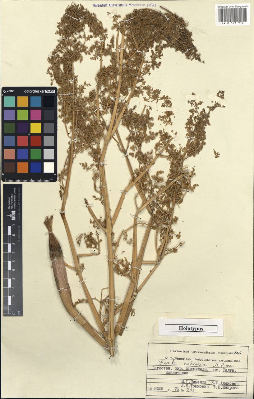Ферула известняковая Pimenov, Кавказ, Дагестан (K2) (Россия)
