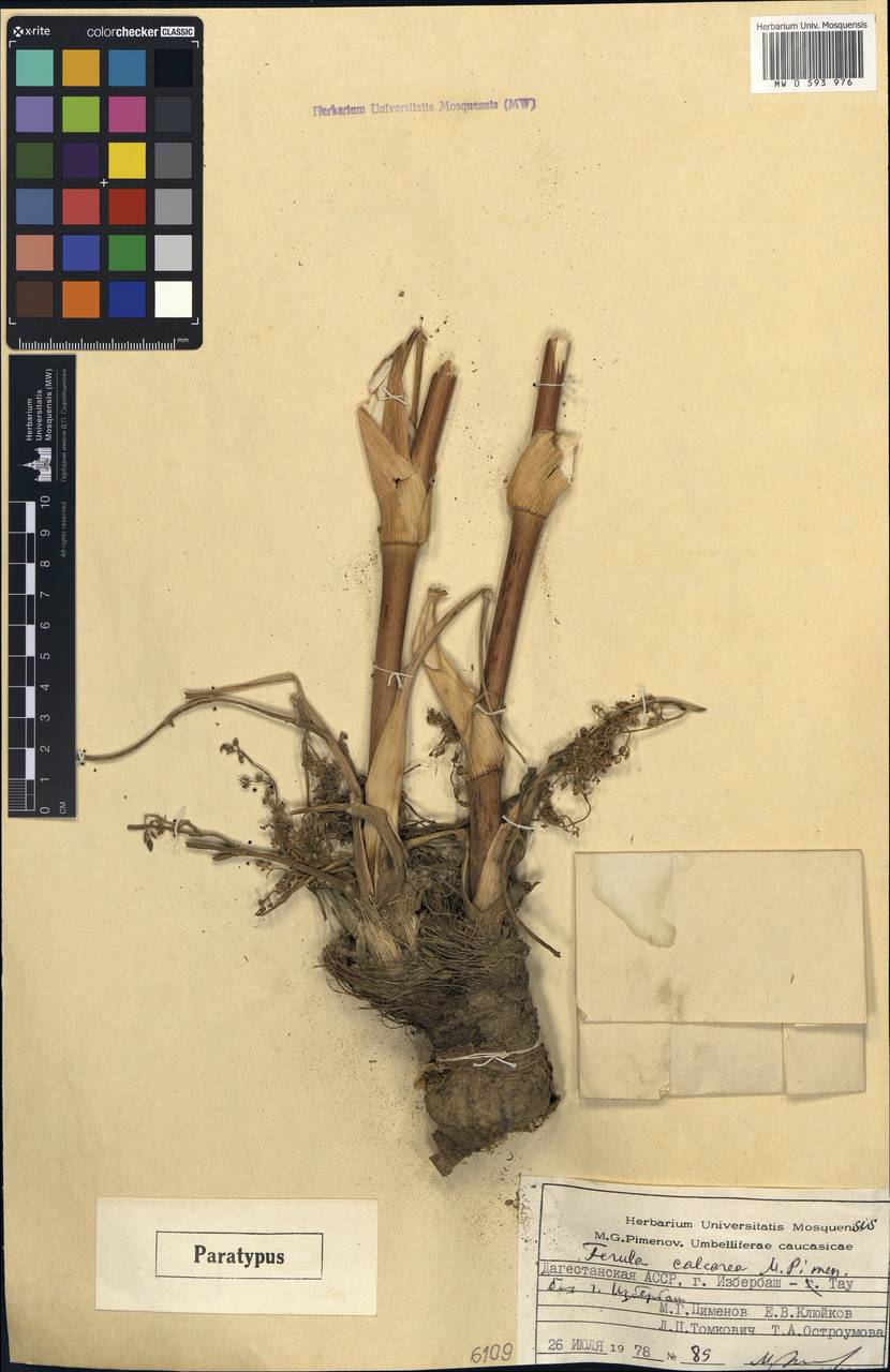 Ферула известняковая Pimenov, Кавказ, Дагестан (K2) (Россия)