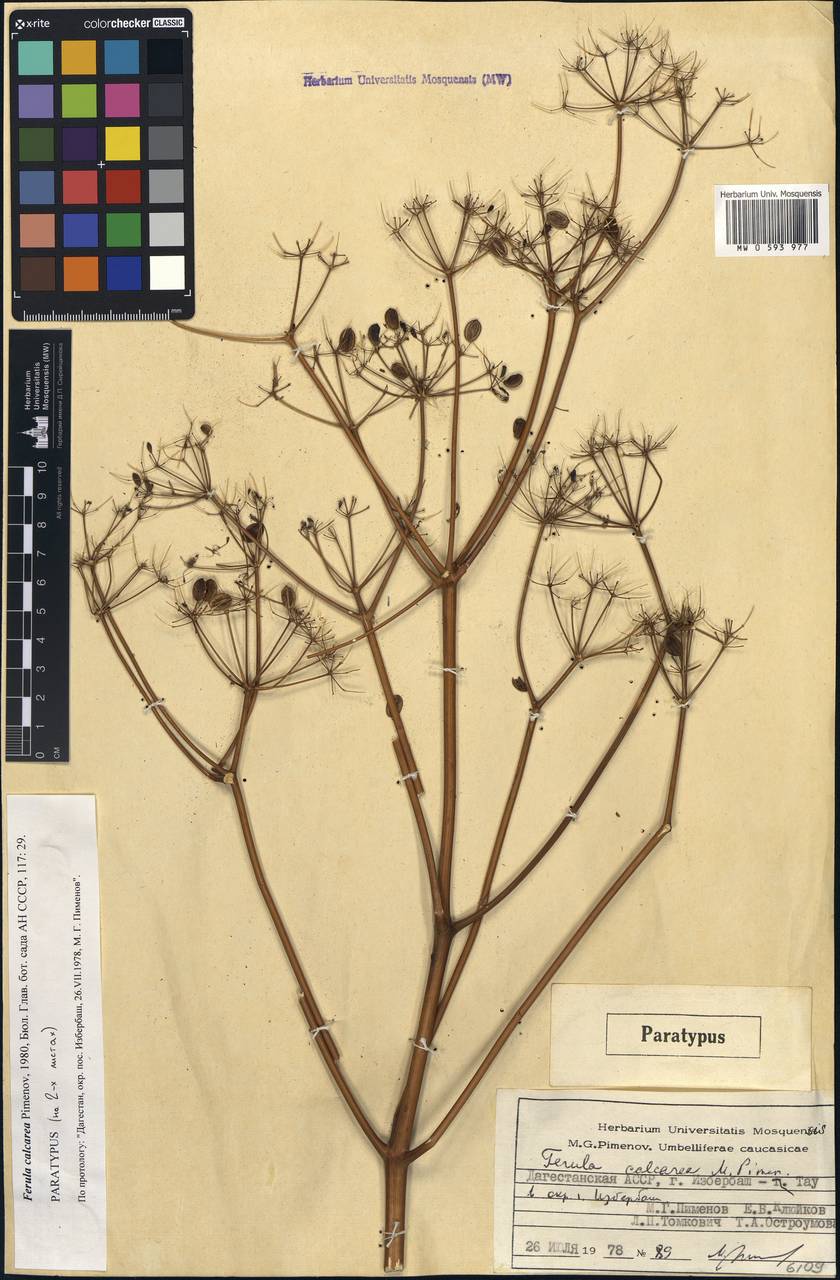 Ферула известняковая Pimenov, Кавказ, Дагестан (K2) (Россия)