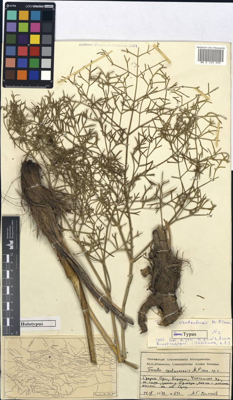 Ферула чаткальская Pimenov, Средняя Азия и Казахстан, Западный Тянь-Шань и Каратау (M3) (Киргизия)