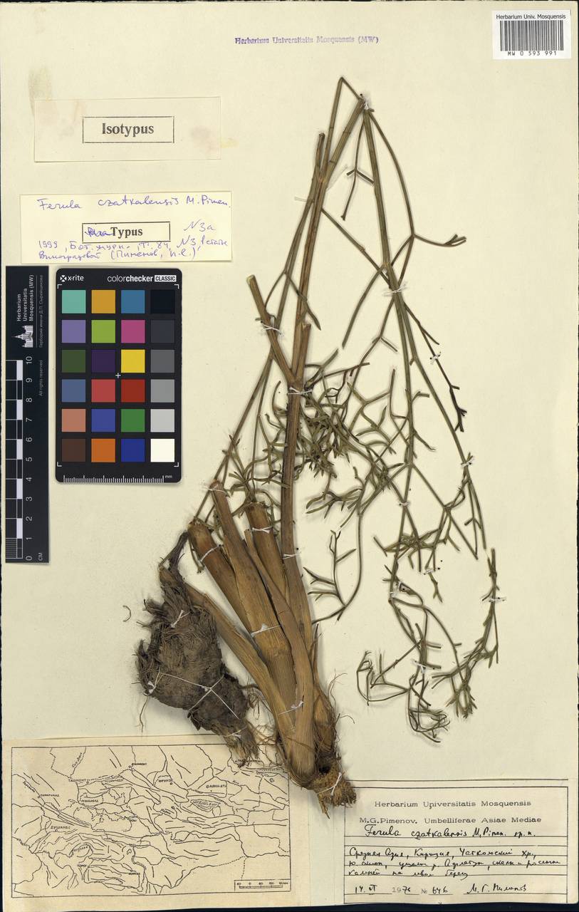Ферула чаткальская Pimenov, Средняя Азия и Казахстан, Западный Тянь-Шань и Каратау (M3) (Киргизия)