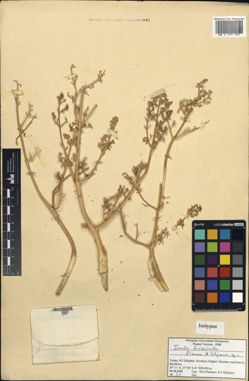 Ferula divaricata Pimenov & Kljuykov, Зарубежная Азия (ASIA) (Турция)