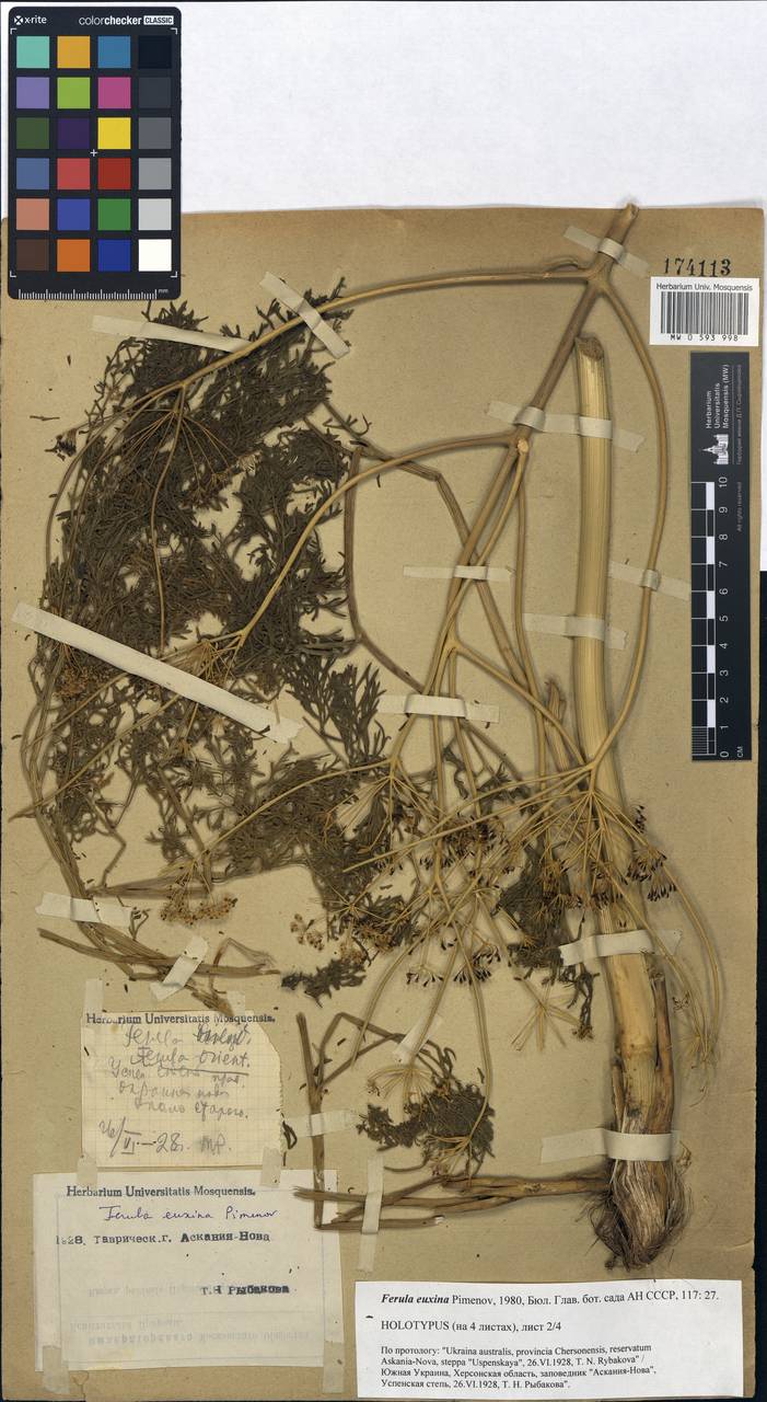 Ферула черноморская Pimenov, Восточная Европа, Южно-Украинский район (E12) (Украина)