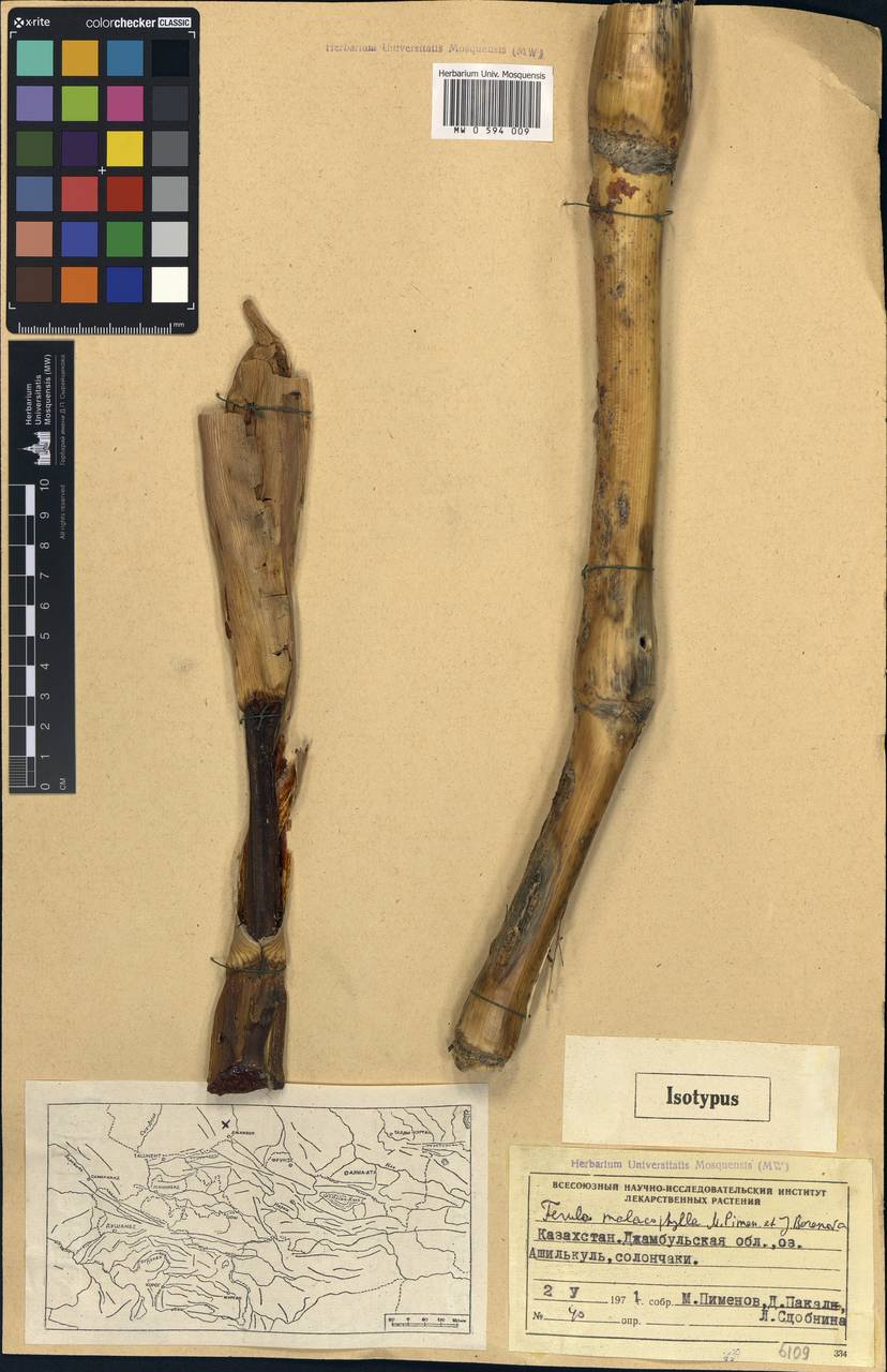 Ферула мягколистная Pimenov & J.V.Baranova, Средняя Азия и Казахстан, Муюнкумы, Прибалхашье и Бетпак-Дала (M9) (Казахстан)