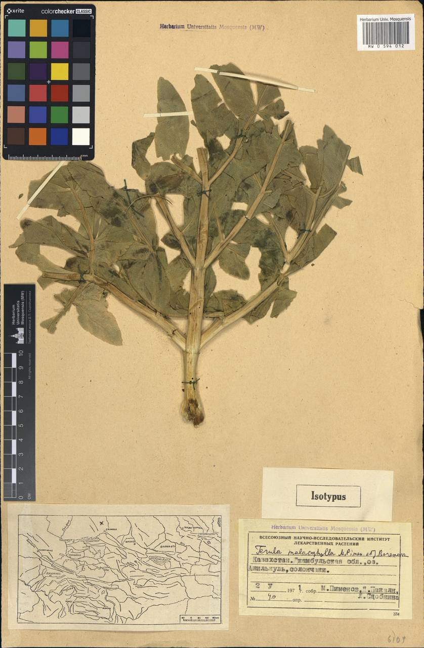 Ферула мягколистная Pimenov & J.V.Baranova, Средняя Азия и Казахстан, Муюнкумы, Прибалхашье и Бетпак-Дала (M9) (Казахстан)