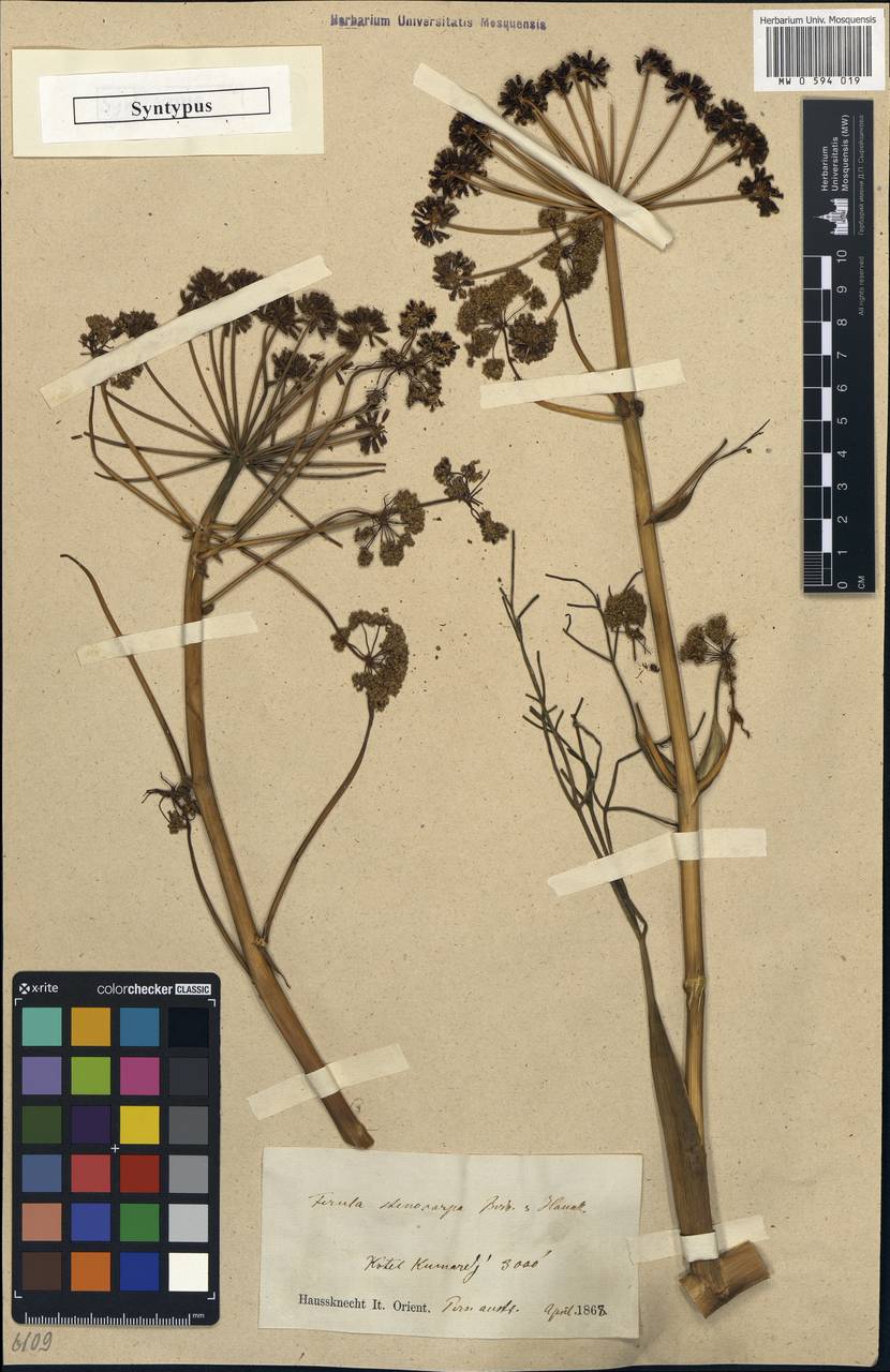 Ferula stenocarpa Boiss. & Hausskn., Зарубежная Азия (ASIA) (Иран)