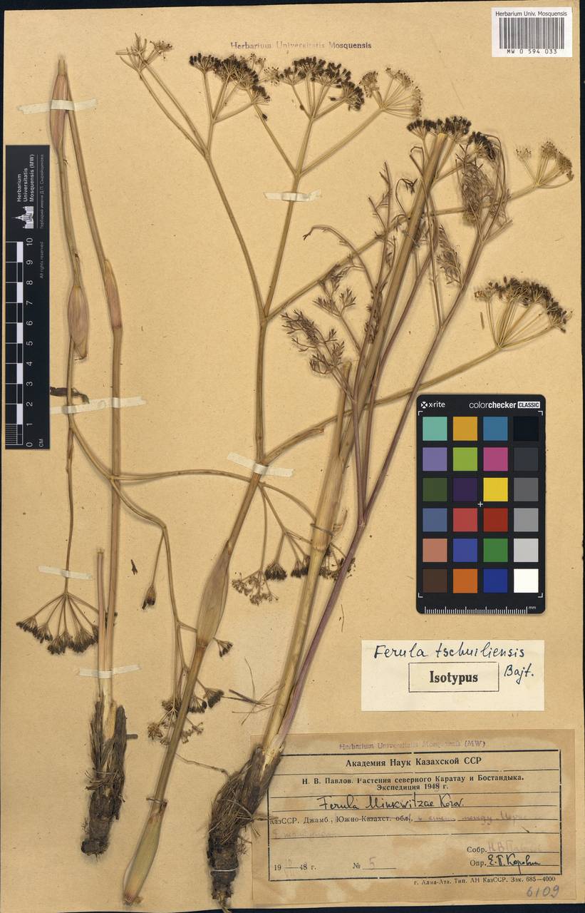 Ферула чу-илийская Bajtenov, Средняя Азия и Казахстан, Муюнкумы, Прибалхашье и Бетпак-Дала (M9) (Казахстан)