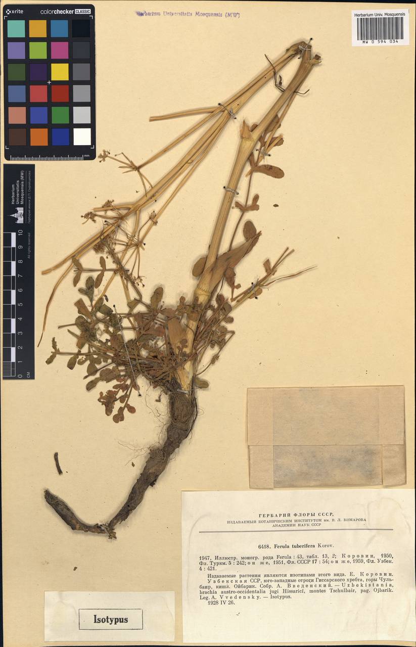 Ferula tuberifera Korovin, Средняя Азия и Казахстан, Памир и Памиро-Алай (M2) (Таджикистан)