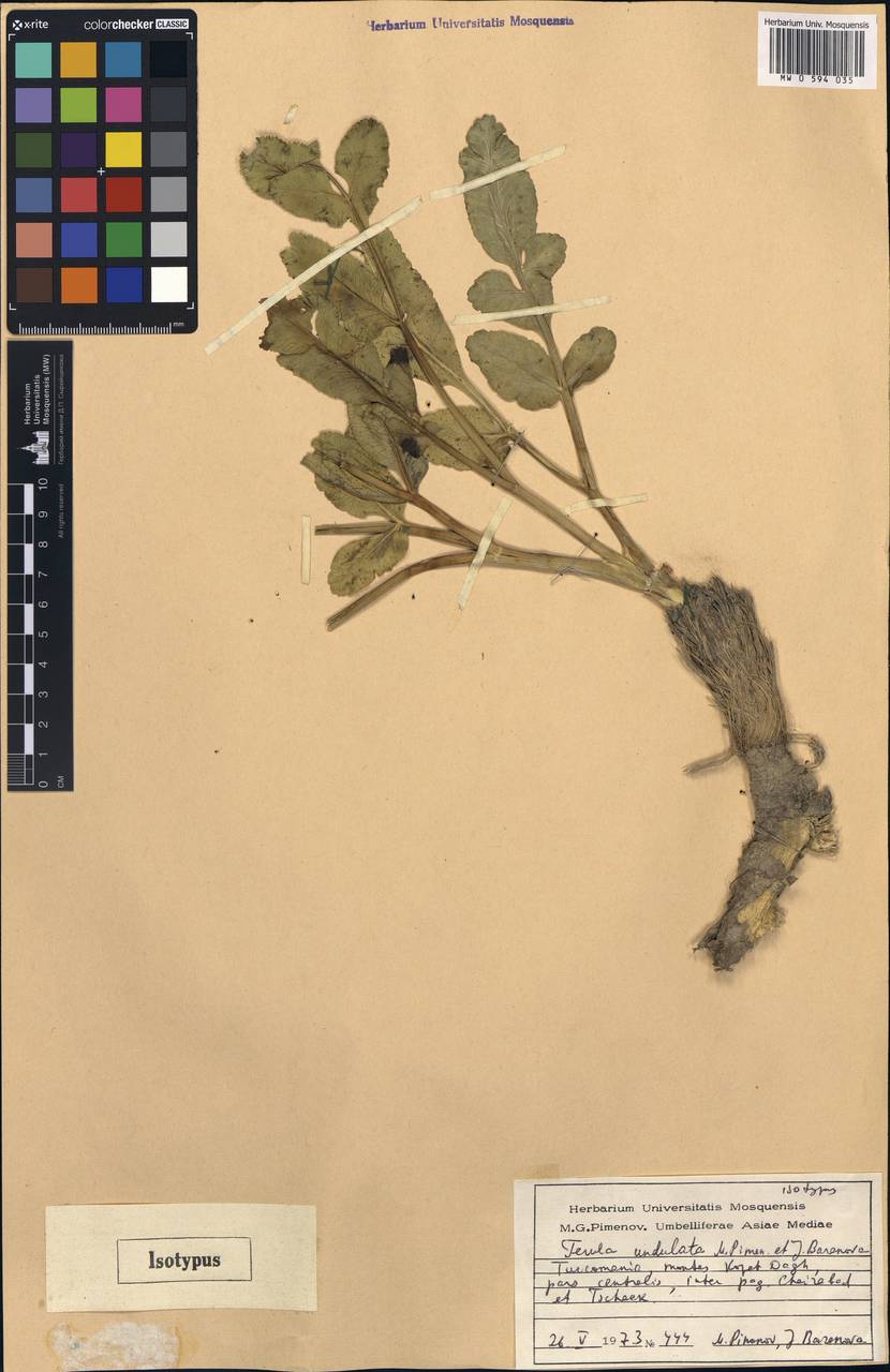 Ferula latisecta Rech.fil. & Aellen, Средняя Азия и Казахстан, Копетдаг, Бадхыз, Малый и Большой Балхан (M1) (Туркмения)