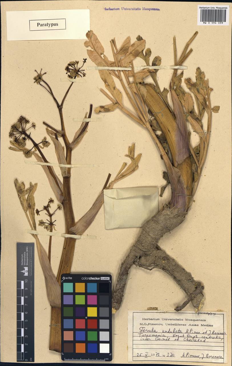 Ferula latisecta Rech.fil. & Aellen, Средняя Азия и Казахстан, Копетдаг, Бадхыз, Малый и Большой Балхан (M1) (Туркмения)