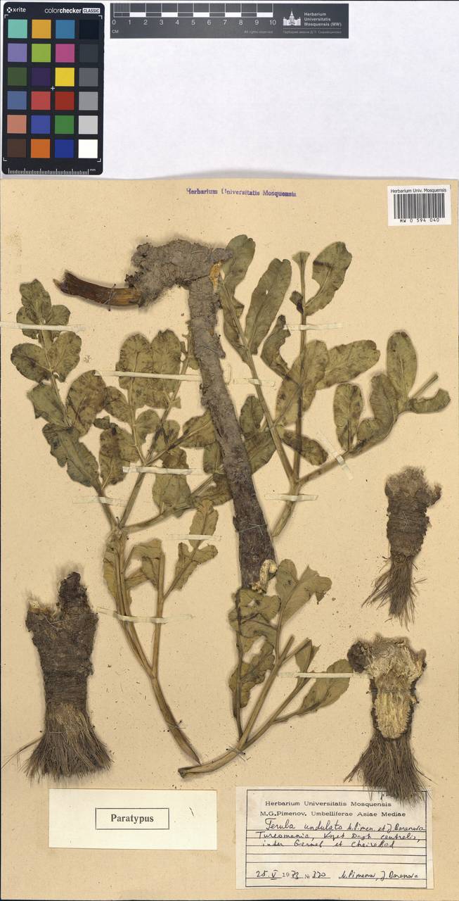 Ferula latisecta Rech.fil. & Aellen, Средняя Азия и Казахстан, Копетдаг, Бадхыз, Малый и Большой Балхан (M1) (Туркмения)