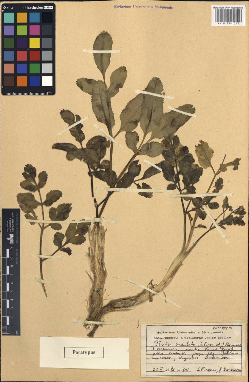 Ferula latisecta Rech.fil. & Aellen, Средняя Азия и Казахстан, Копетдаг, Бадхыз, Малый и Большой Балхан (M1) (Туркмения)