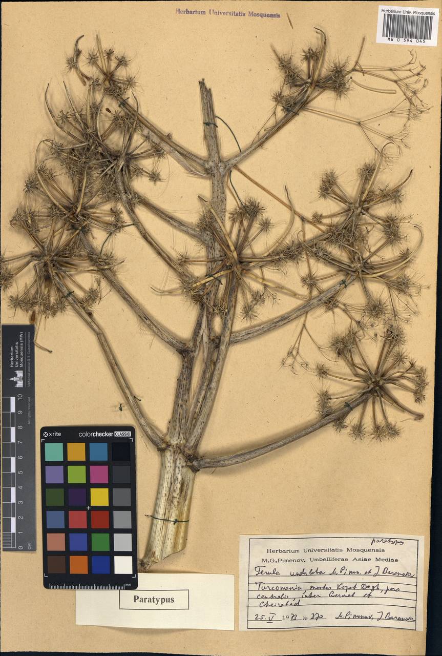 Ferula latisecta Rech.fil. & Aellen, Средняя Азия и Казахстан, Копетдаг, Бадхыз, Малый и Большой Балхан (M1) (Туркмения)