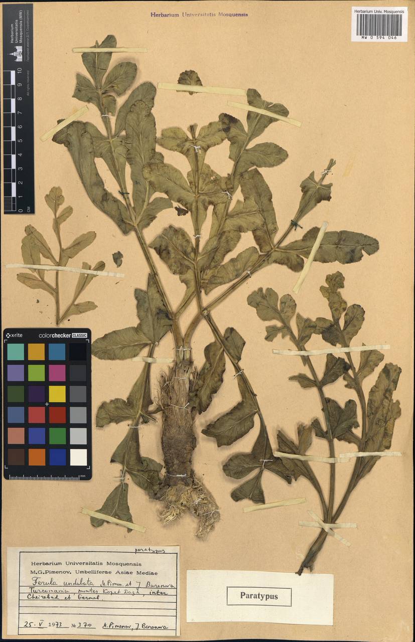 Ферула волнистая Pimenov & J. V. Baranova, Средняя Азия и Казахстан, Копетдаг, Бадхыз, Малый и Большой Балхан (M1) (Туркмения)