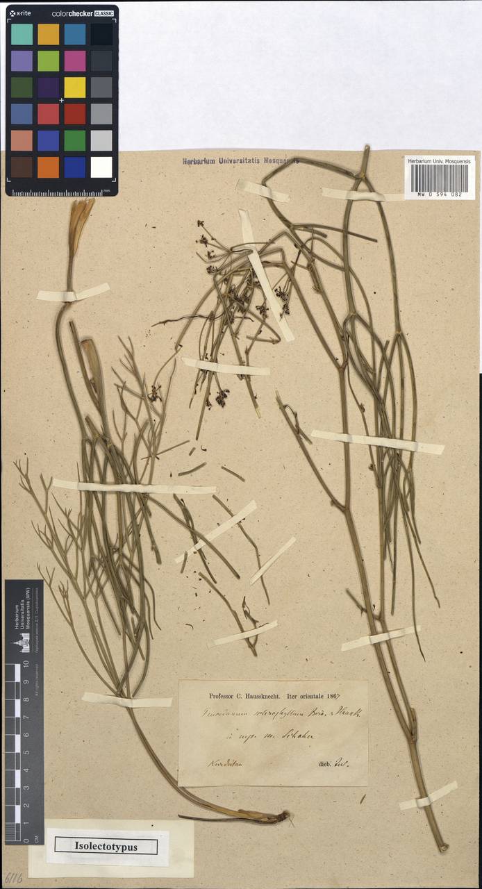 Leutea sclerophylla (Boiss. & Hausskn.) V.M.Vinogr., Зарубежная Азия (ASIA) (Иран)