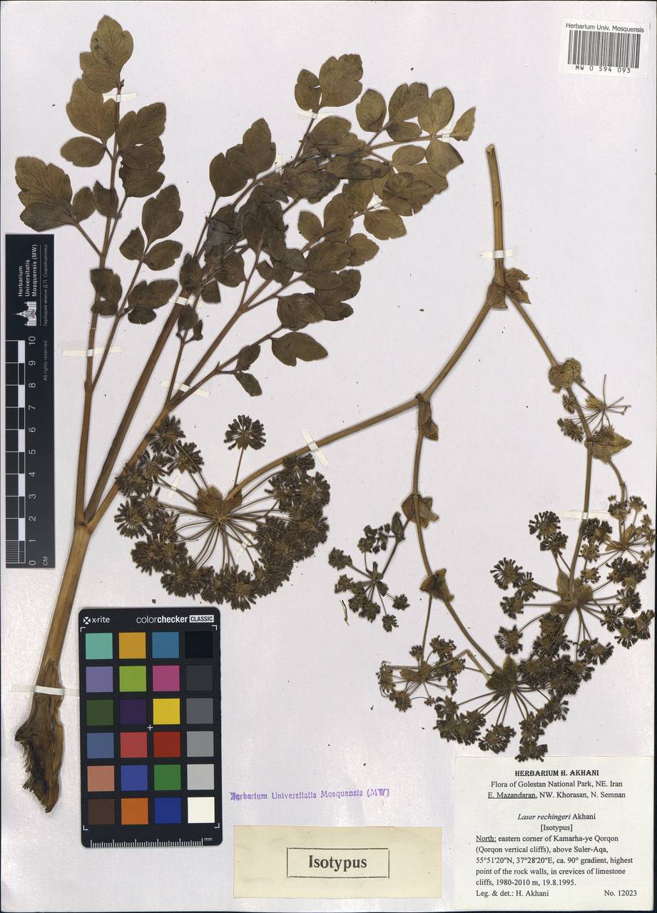 Ferula laseroides (Akhani) Spalik & S.R.Downie, Зарубежная Азия (ASIA) (Иран)