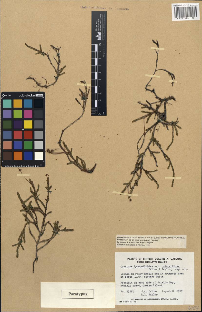 Cassiope lycopodioides subsp. cristapilosa Calder & Taylor, Америка (AMER) (Канада)
