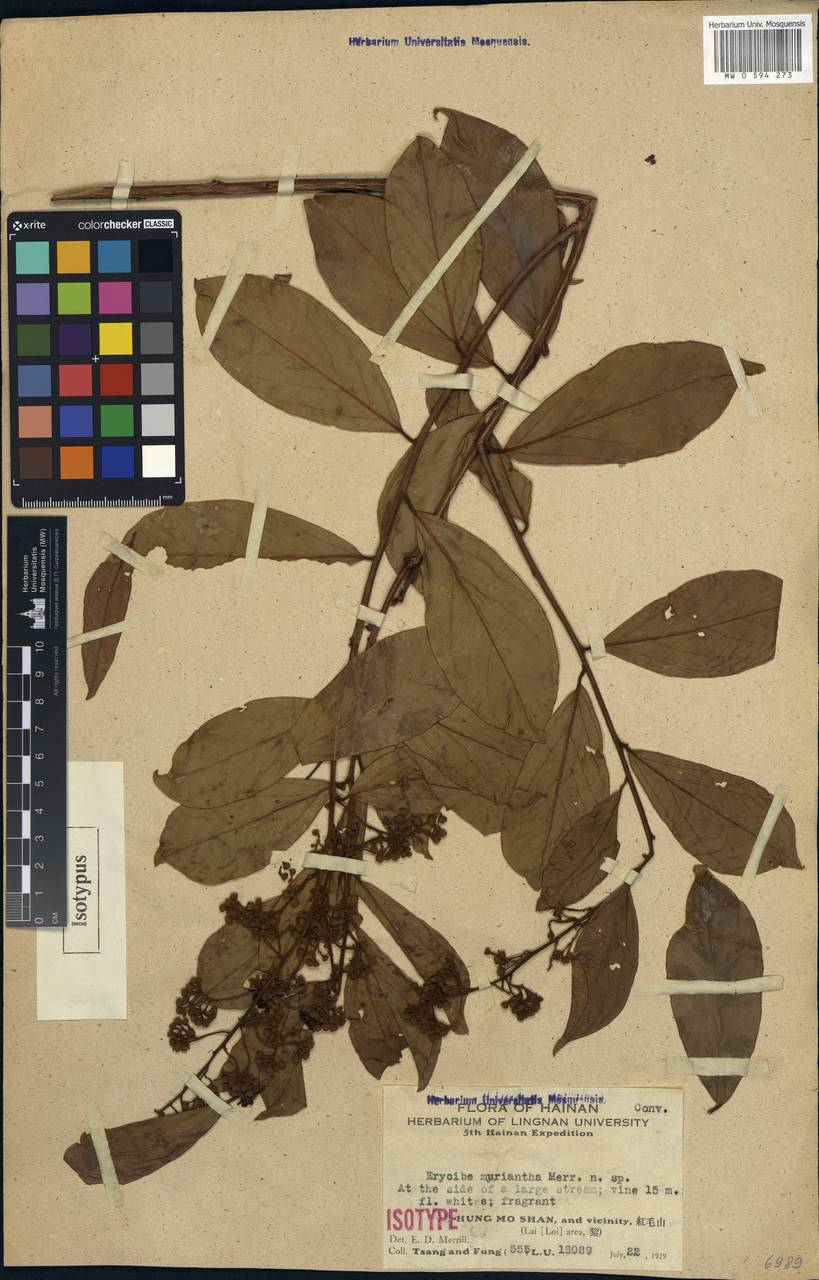 Erycibe myriantha Merr., Зарубежная Азия (ASIA) (КНР)