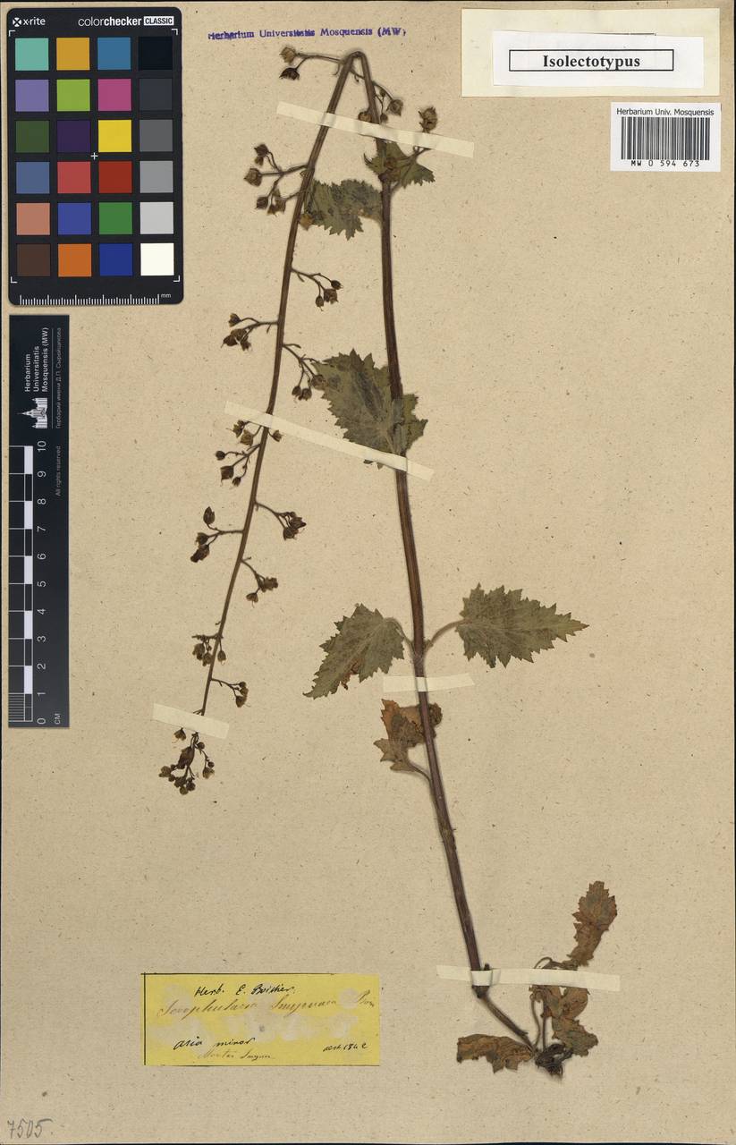 Scrophularia scopolii var. smyrnaea (Boiss.) Boiss., Зарубежная Азия (ASIA) (Турция)