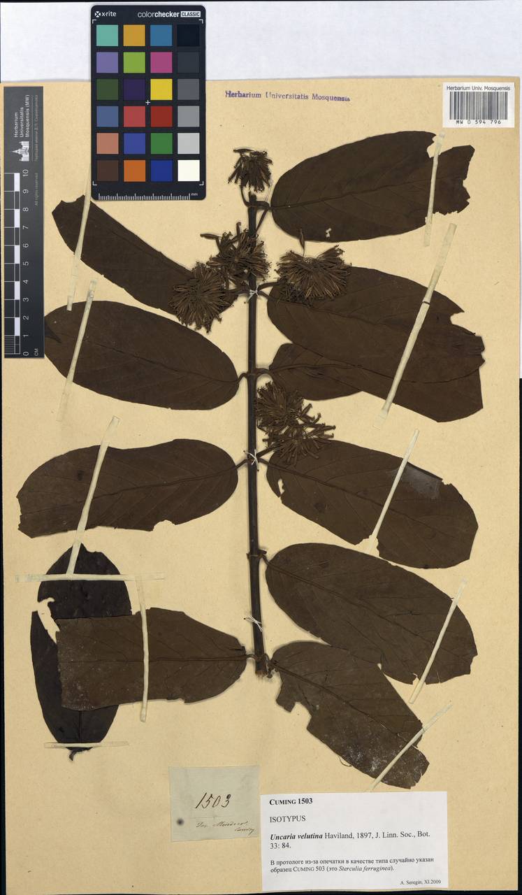 Uncaria velutina Havil., Зарубежная Азия (ASIA) (Филиппины)