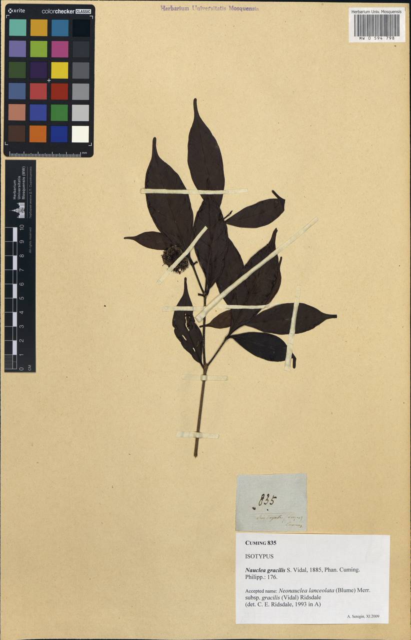 Neonauclea lanceolata subsp. gracilis (Vidal) Ridsdale, Зарубежная Азия (ASIA) (Филиппины)
