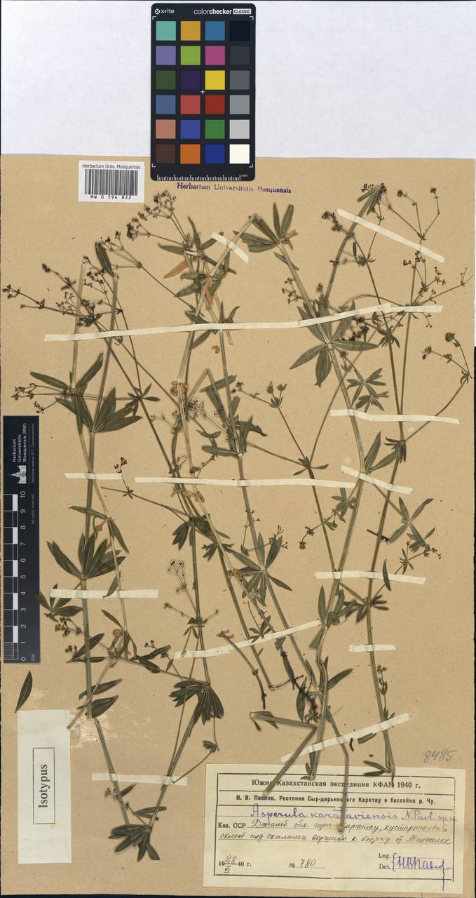 Galium karataviense (Pavlov) Pobed., Средняя Азия и Казахстан, Западный Тянь-Шань и Каратау (M3) (Казахстан)