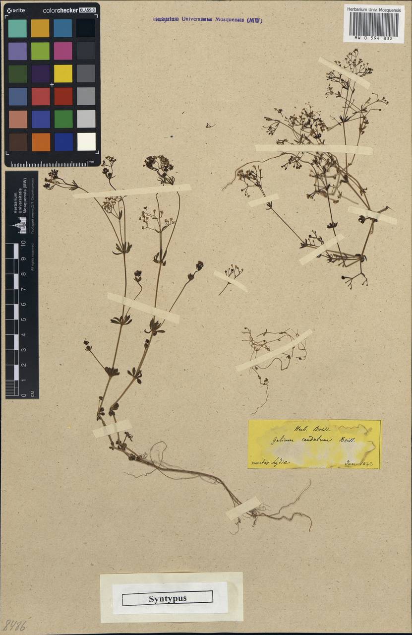 Galium brevifolium subsp. brevifolium, Зарубежная Азия (ASIA) (Турция)