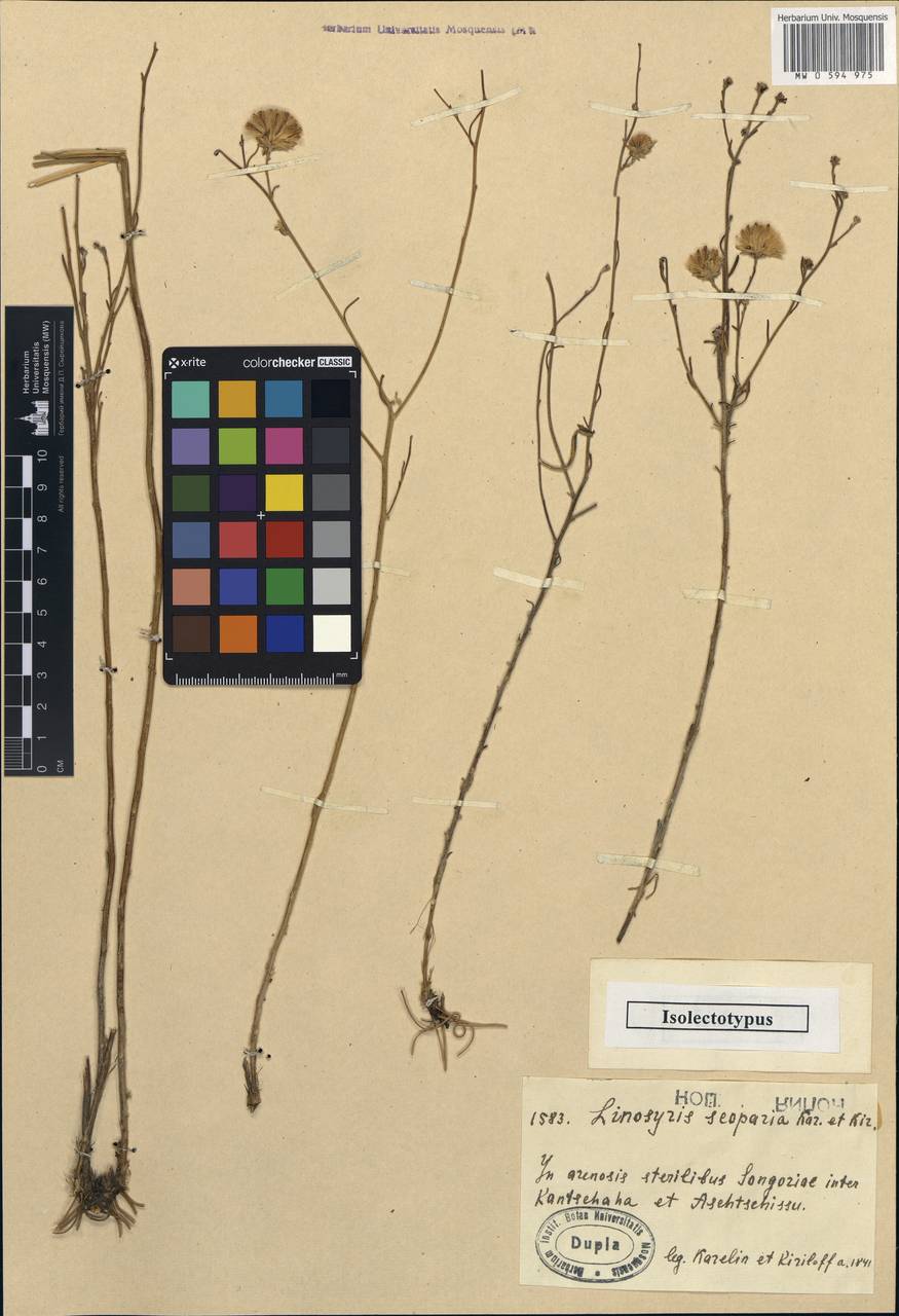 Солонечник метельчатый (Kar. & Kir.) Novopokr., Средняя Азия и Казахстан, Муюнкумы, Прибалхашье и Бетпак-Дала (M9) (Казахстан)