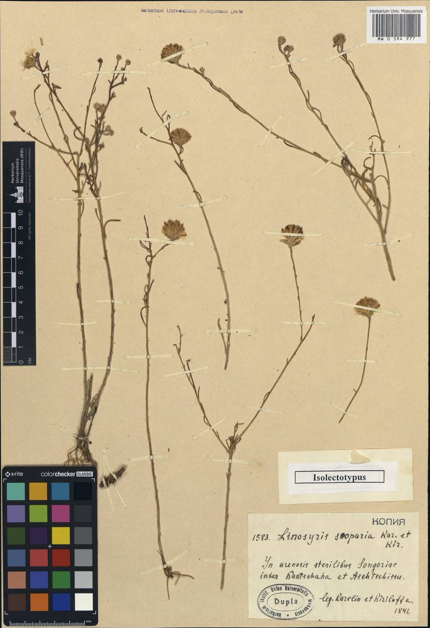 Солонечник метельчатый (Kar. & Kir.) Novopokr., Средняя Азия и Казахстан, Муюнкумы, Прибалхашье и Бетпак-Дала (M9) (Казахстан)
