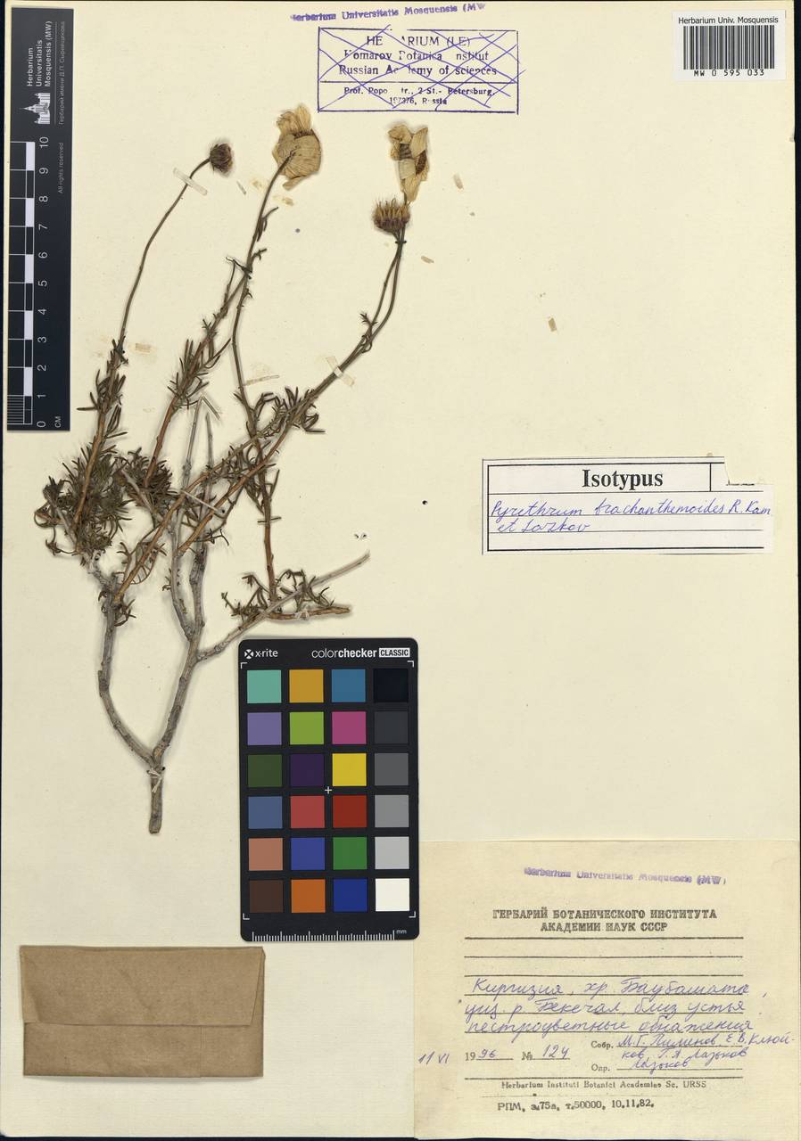 Richteria brachanthemoides (Kamelin & Lazkov) Sennikov, Средняя Азия и Казахстан, Западный Тянь-Шань и Каратау (M3) (Киргизия)