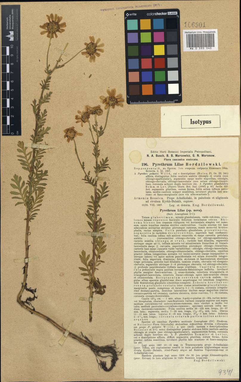 Pyrethrum lilae, Кавказ, Грузия (K4) (Грузия)