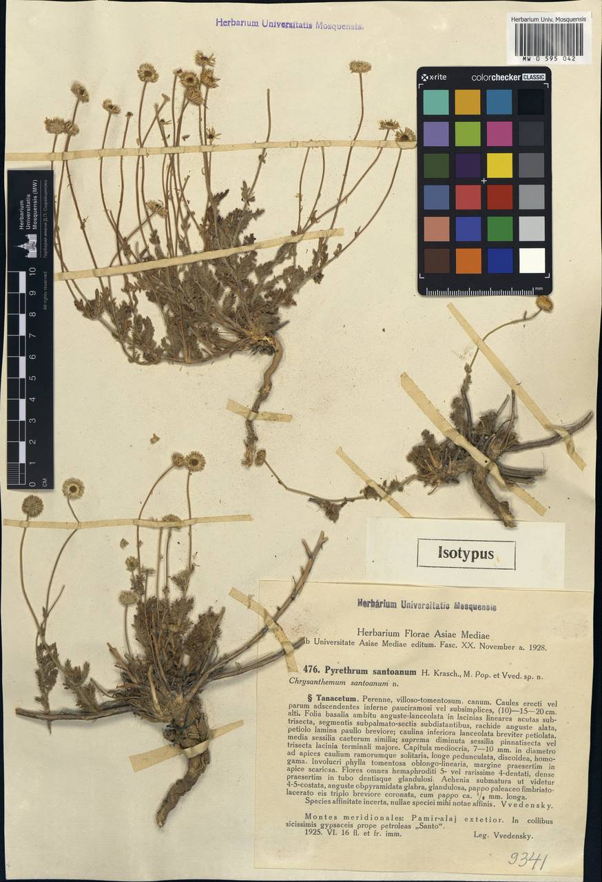 Tanacetopsis santoana (Krasch., Popov & Vved.) S.Kovalevsk., Средняя Азия и Казахстан, Памир и Памиро-Алай (M2) (Узбекистан)