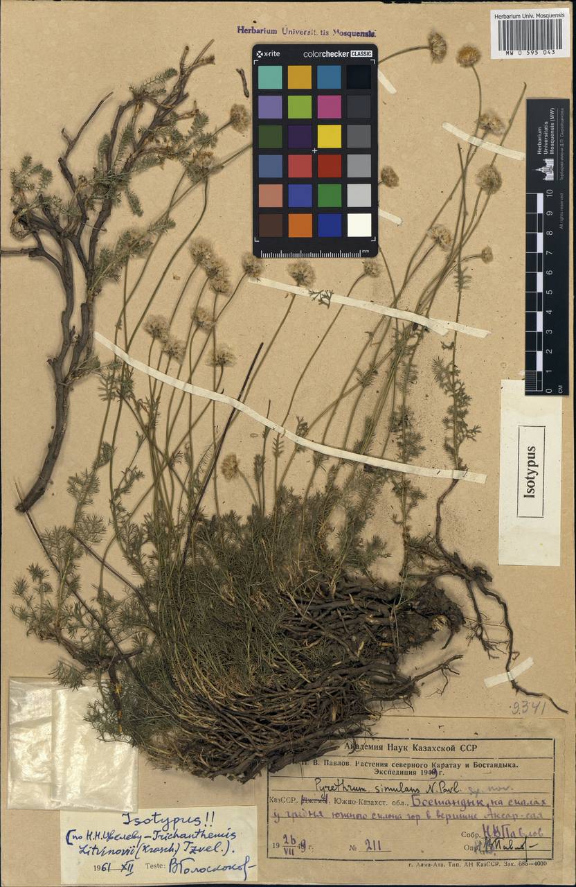 Pseudoglossanthis simulans (Pavlov) R.V. Kamelin, Средняя Азия и Казахстан, Западный Тянь-Шань и Каратау (M3) (Узбекистан)