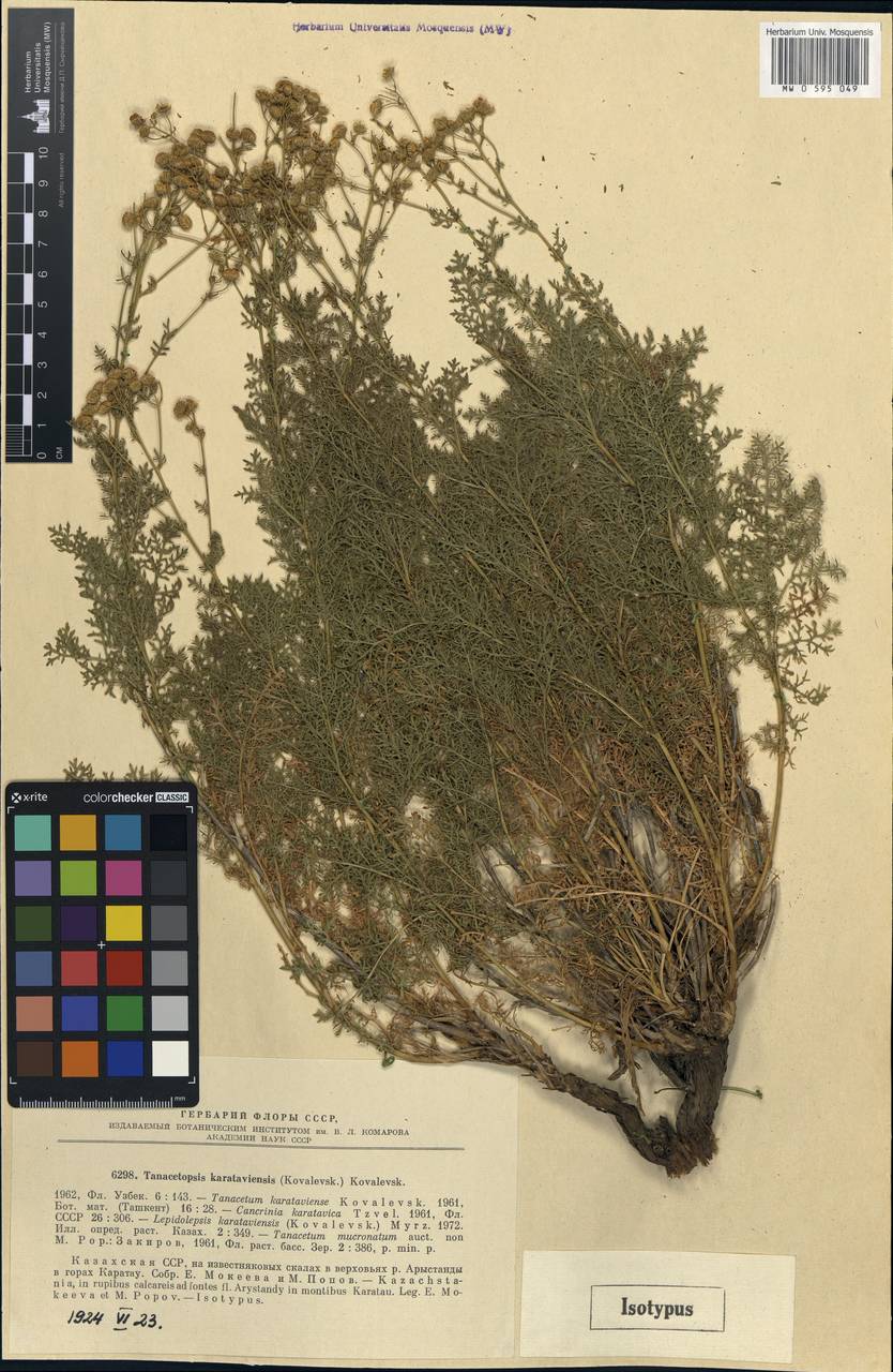Tanacetopsis karataviensis (S. Kovalevsk.) S.Kovalevsk., Средняя Азия и Казахстан, Западный Тянь-Шань и Каратау (M3) (Казахстан)