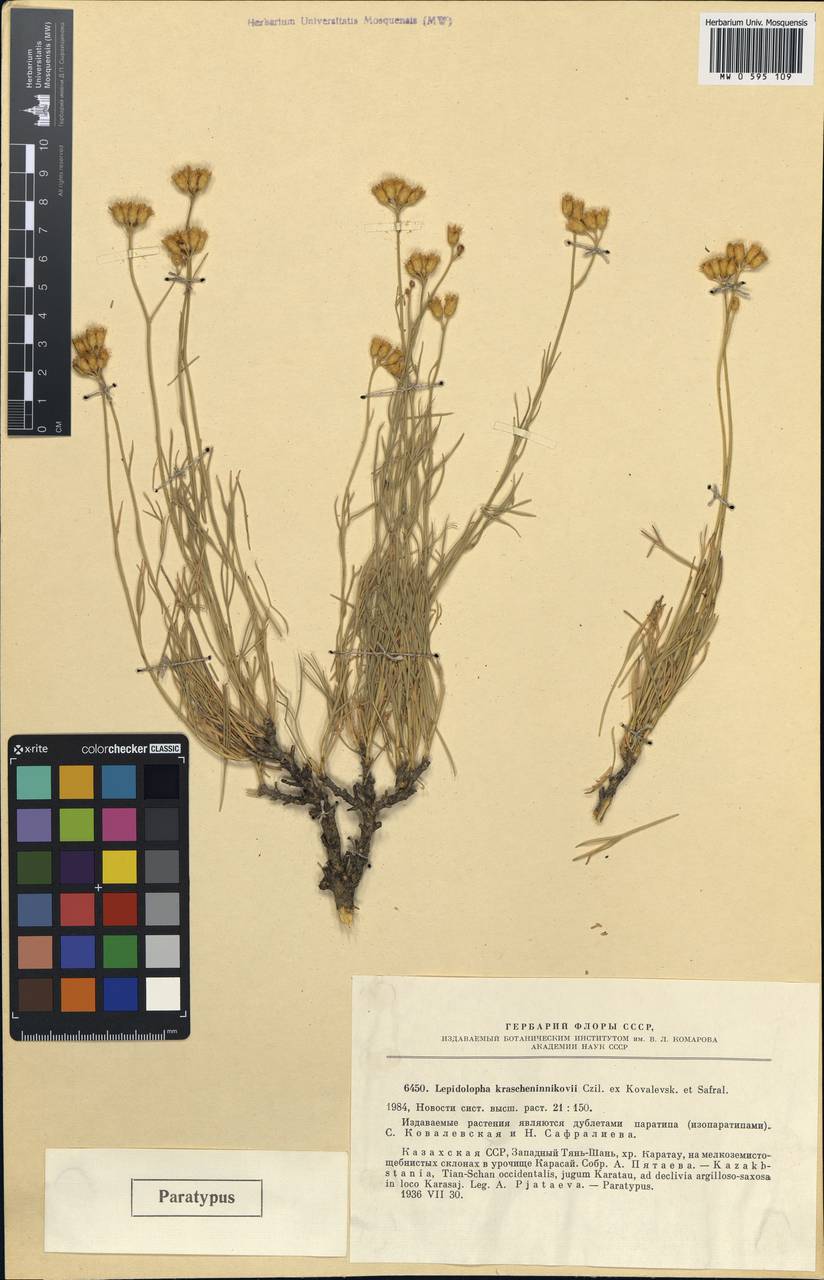 Лепидолофа Крашенинникова S. Kovalevsk. & Safral., Средняя Азия и Казахстан, Западный Тянь-Шань и Каратау (M3) (Казахстан)